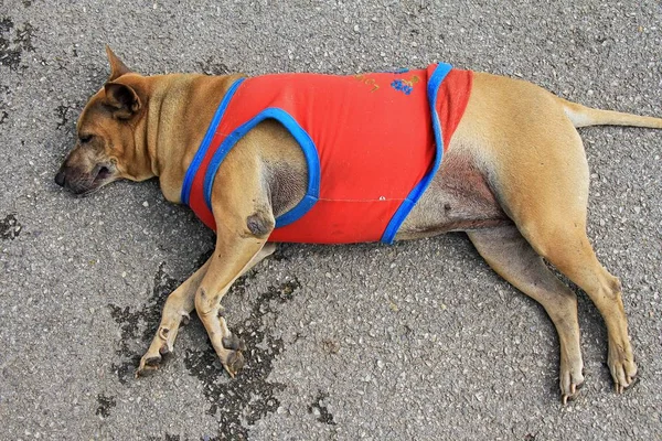 Cão rasteiro. Cão de rua dormindo em camisa laranja durante a temporada de inverno. Pobre cão . — Fotografia de Stock