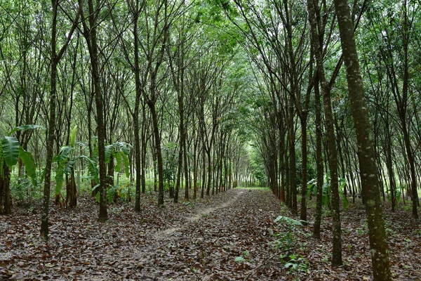 Plantación de caucho natural, bosque de carril de árbol de goma . — Foto de Stock