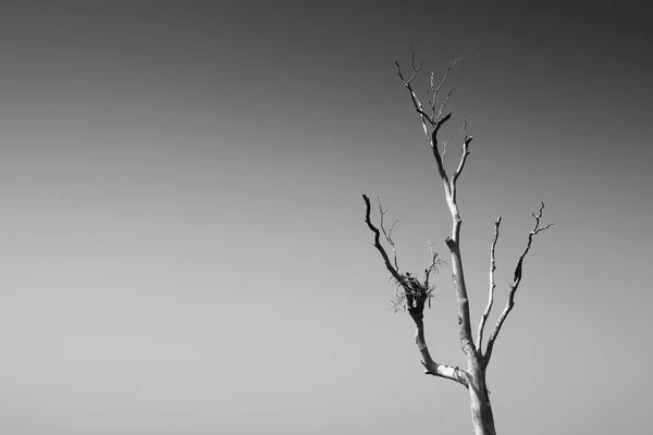 Stoisko samodzielnie Martwe drzewa, zmiany klimatu. — Zdjęcie stockowe