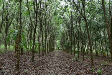 Doğal kauçuk plantation, kauçuk ağacı lane orman.