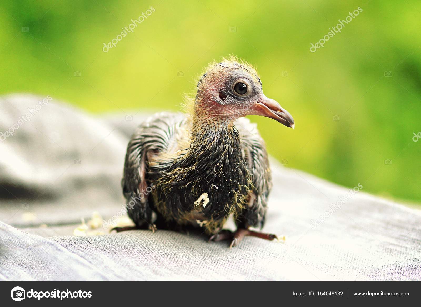 Bird Baby Pigeon Stock Photo Image By C Artfully79