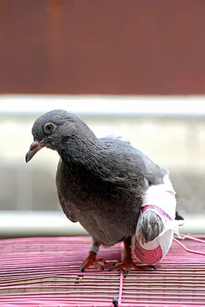 Uccelli feriti, Piccione con ala rotta, Piccione, Colombe . — Foto Stock