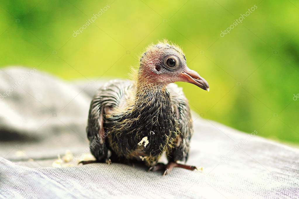 Bird, baby pigeon.