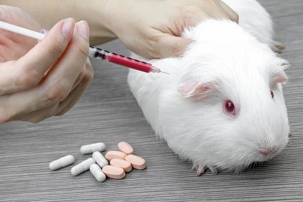 Тестирование лекарств и вакцин на мышах, лабораторных животных, Прививка животных, морских свинок . — стоковое фото