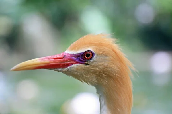 Uccelli, animali di riserva . — Foto Stock