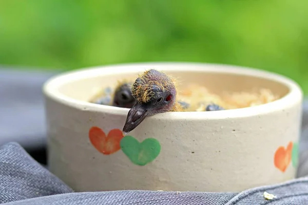 Fågel, baby duva. Små unga fåglar i en fågel häckar, fågelunge. Duva, duvor. — Stockfoto