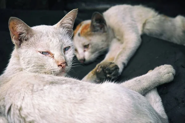 Arme zieke katten, relatie tussen leven zijnd, moederschap. — Stockfoto