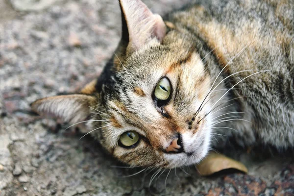 Gato sonolento preguiçoso ao ar livre . — Fotografia de Stock