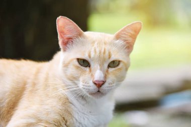 Lazy sokak kedi açık.