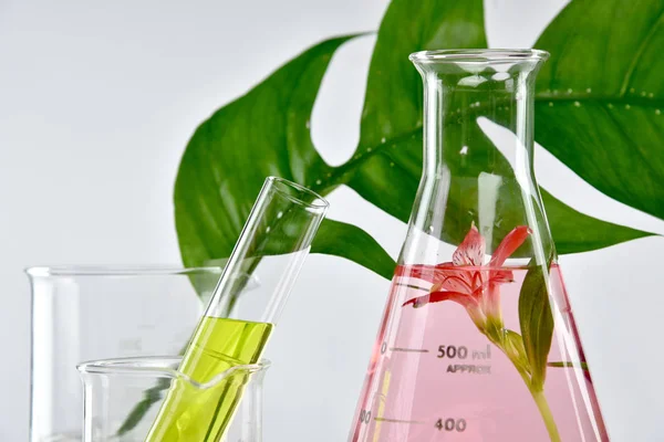 Doğal organik çıkarma ve yeşil bitki yaprakları, çiçek aroması özü çözüm laboratuvar. 