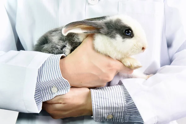 Rabbit (exotic pet) and veterinarian doctor at work in vet clinic.