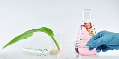 Doğal organik çıkarma ve yeşil bitkisel karıştırma bilim adamı yaprak, çiçek aroması özü çözüm laboratuvar. 