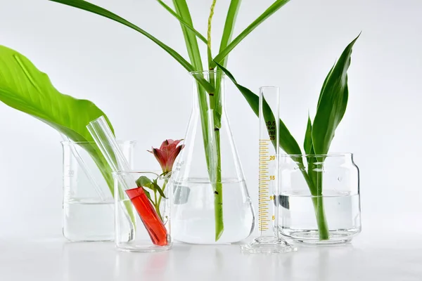 Natural organic botany and scientific glassware, Alternative herb medicine, Natural skin care beauty products, Research and development concept. — Stock Photo, Image