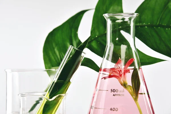 Doğal organik çıkarma ve yeşil bitki yaprakları, çiçek aroması özü çözüm laboratuvar. 