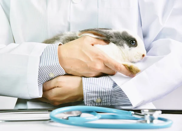 Κουνέλι (εξωτικό κατοικίδιο ζώο) και ο γιατρός κτηνίατρος στην εργασία στο vet clini — Φωτογραφία Αρχείου