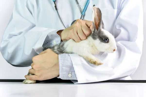 Hoe te houden het konijn huisdier correct, dierenarts laten zien de juiste manier te halen op en voeren de bunny. — Stockfoto