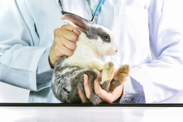 Hoe te houden het konijn huisdier correct, dierenarts laten zien de juiste manier te halen op en voeren de bunny. — Stockfoto