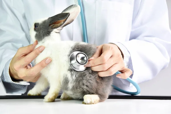 Dierlijke en gezondheidszorg concept, dierenarts onderzoekt een schattig konijn in ziekenhuis. — Stockfoto