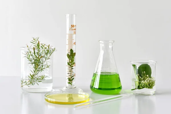 Naturalny organiczny botanika i naukowych szkło, alternatywne Ziołolecznictwo, naturalne piękno kosmetyki, badania i rozwój koncepcji. — Zdjęcie stockowe