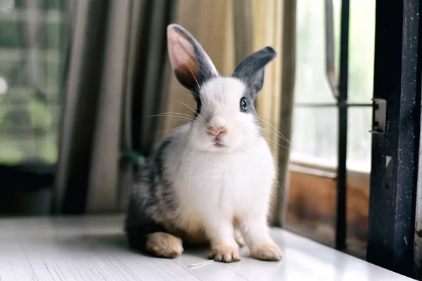 Grå kanin tittar framåt till viewer, lilla kaninen sitter på vita skrivbord, härliga husdjur för barn och familj. — Stockfoto