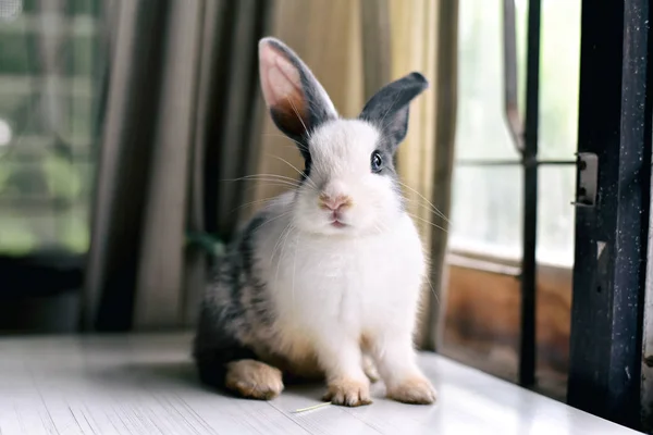 Conejito gris mirando hacia delante al espectador, Conejito sentado en un escritorio blanco, Mascota encantadora para niños y familia . — Foto de Stock