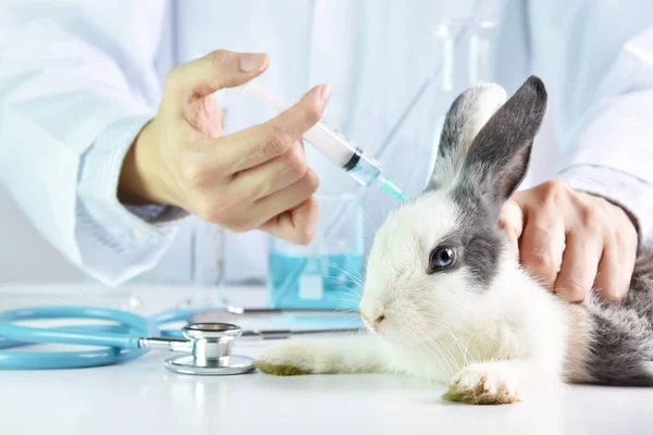 Ιατρική και εμβόλιο έρευνα, δοκιμή ναρκωτικών στο κουνέλι, των ζώων, φαρμάκων έρευνα και ανάπτυξη έννοια επιστήμονας. — Φωτογραφία Αρχείου