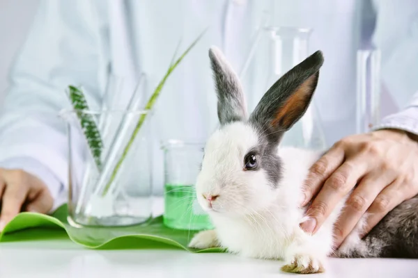 Geneeskunde onderzoek en testen in konijn dier, natuurlijke biologische kruiden extractie geneeskunde, veiligheid chemische, Drug of farmaceutisch onderzoek en ontwikkeling-concept. — Stockfoto