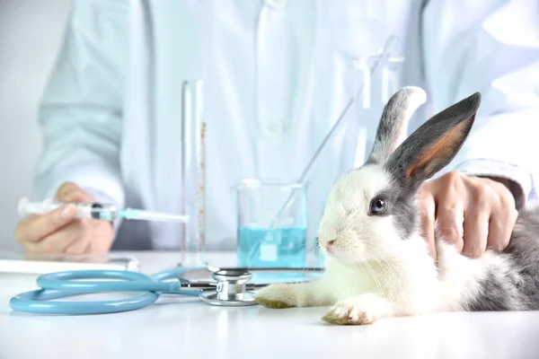 Medicine and vaccine research, Scientist testing drug in rabbit animal, Drug research and development concept.