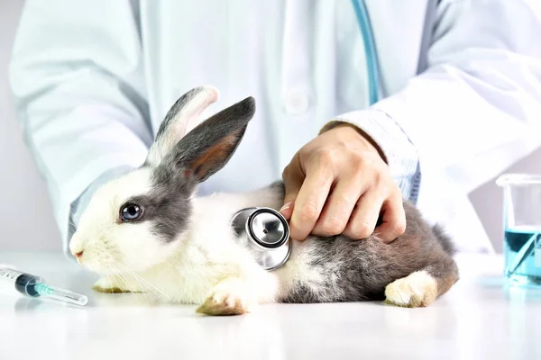 Έννοια των ζώων και υγειονομικής περίθαλψης, κτηνίατρος εξετάζει ένα χαριτωμένο κουνέλι στο νοσοκομείο. — Φωτογραφία Αρχείου