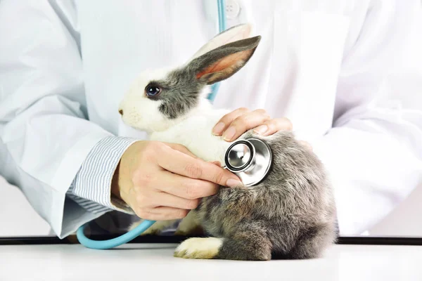 Dierlijke en gezondheidszorg concept, dierenarts onderzoekt een schattig konijn in ziekenhuis. — Stockfoto