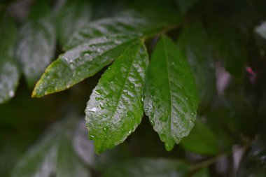 Fresh green leaf with drops of water, Rainy season.