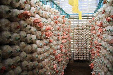 Mantar çiftliği, pembe istiridye mantarı ekimi, vejetaryen yemek için organik bitki proteini..