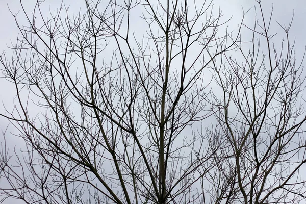 Bare Tree Grenar Vit Blek Himmel Läskig Ihåliga Träd Skog — Stockfoto