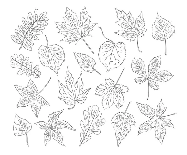 Autumn leaves. Set — Stock Vector