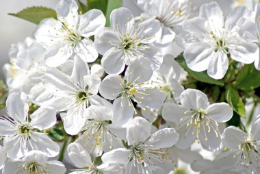 Çiçek açması kiraz. Bahar