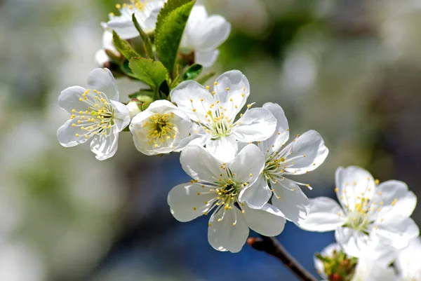 Blossoming cherry. Spring — Stock Photo, Image