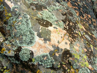 Granit yosunlu, doku, yakın çekim