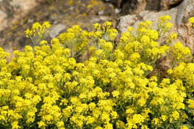 Aurinia saxatilis. Altın Alyssum çiçekleri