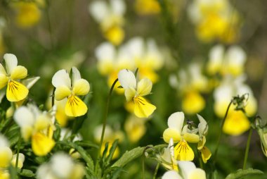 Viola tricolor. Viola arvensis