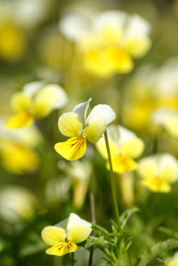 Viola tricolor. Viola arvensis