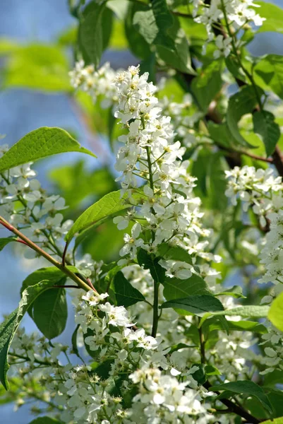 Primavera albero ciliegio uccello in fiore — Foto Stock