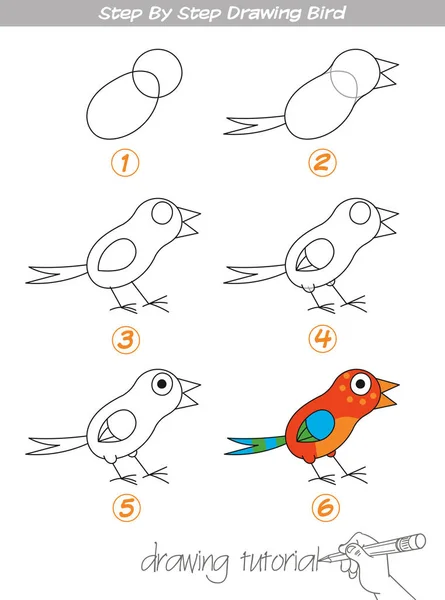 Steg för steg ritning fågel — Stock vektor