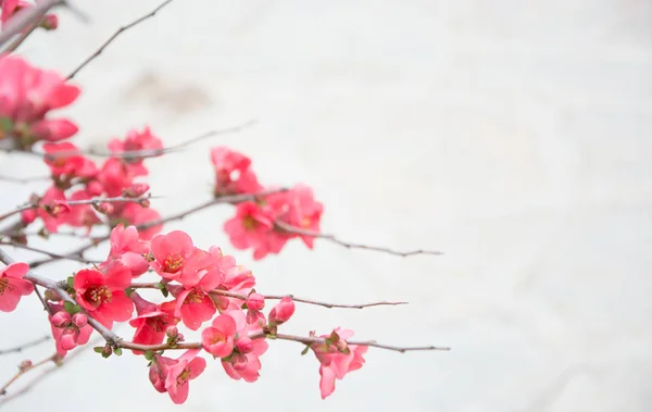 Árvore de flor sobre o fundo da natureza — Fotografia de Stock