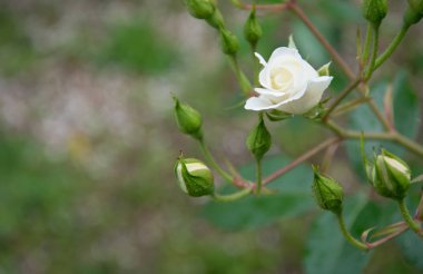 Doğal yeşil arka plan üzerinde beyaz gül