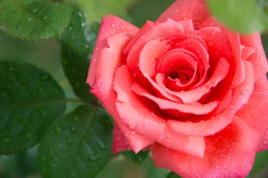 kırmızı gül ve su damlaları