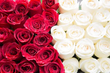 kırmızı ve beyaz Güller