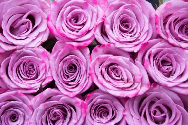 Doğal Mor gül arka plan