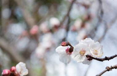 Doğanın arka planında çiçek ağacı