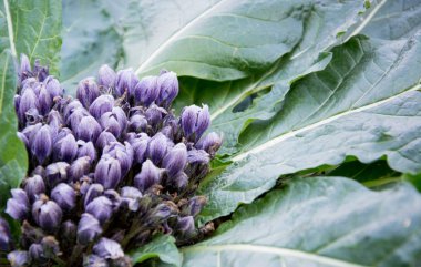 Bahar çiçeği arka plan. Mor çiçekler vahşi doğada. Bahar çiçekleri. Bahar