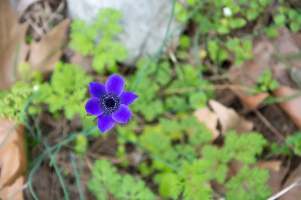 Schöner Frühling violette Blume auf natürlichem Hintergrund — Stockfoto